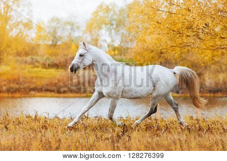 Beautiful horse Arabian breed white suit standing on the background of autumn forest and yellow foliage. The stallion runs trot in field