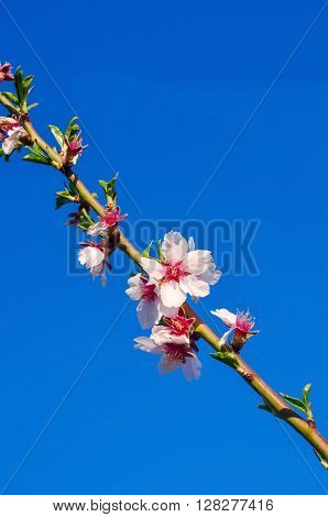 Branch Of Almond Tree With First Flowers And Turgid Buds.