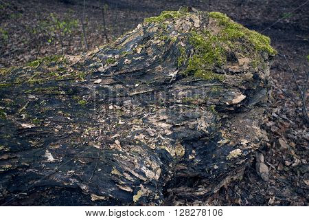 Tree bark texture. Tree trunk. Old wooden background. Detail of trunk. Natural rustical scene. Detail of rind, wooden rough crust. Abstract color photo texture. Monumental tree and its trunk with moss