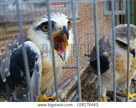 Young black shouldered kite (Elanus axillaris) kept in cage.