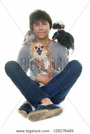 teen chihuahuaand chicken in front of white background