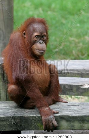 männlich-Orang-Utan