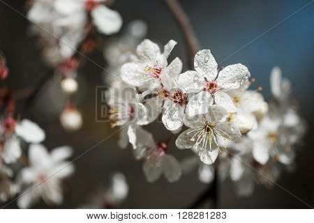 Beautiful spring white flowers on a tree with drops of dew on petals.
