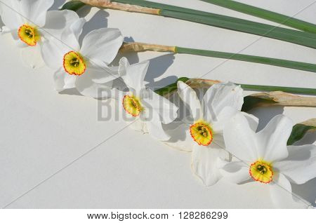Bouquet of daffodils on a white background