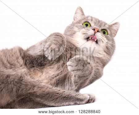 The gray cat lies on a back and licks lips. A white background a close up small depth of sharpness focus on a muzzle