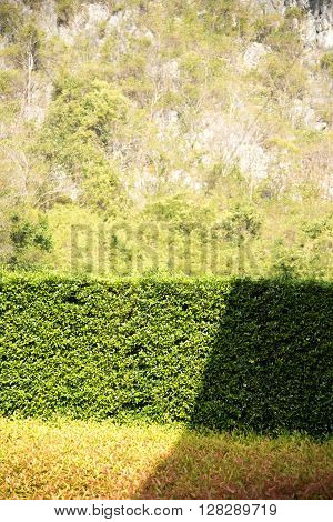 Sunlight Shadow Pass Through On Texture Of Color Shrub Leafs