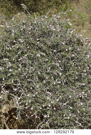 Lithodora hispidula A Gromwell Flower from Cyprus