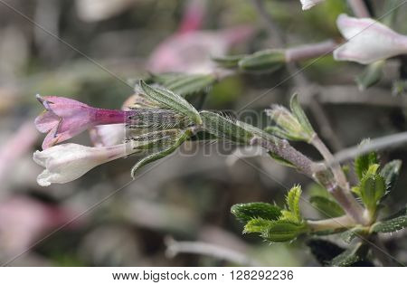 Lithodora hispidula A Gromwell Flower from Cyprus