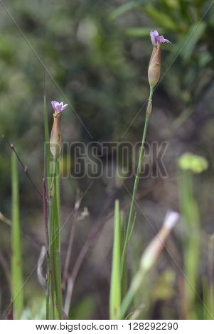 Hairy-pink - Petrorhagia dubia syn. Kohlrauschia velutina