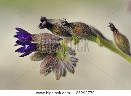 Undulated Alkanet - Anchusa undulata Dark Blue Flower from Cyprus