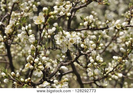 Blooming blackthorn bush on a branch in spring