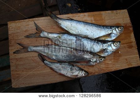 Four freshly caught fish sabrefish and roach