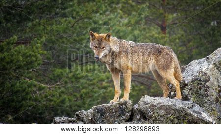Whole wet Canis Lupus Signatus over rocks looking at the horizon, side view, raining