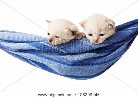 Two white kittens in a hammock. Cute white kittens in a blue hammock having rest, look down, sleepy, isolated at white. Adorable pets. Small heartwarming kitten. Little cats. Animal isolated. High key
