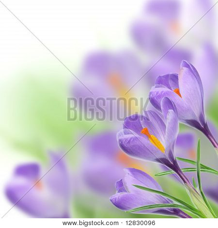 สปริง crocusses บลอสซั่ม