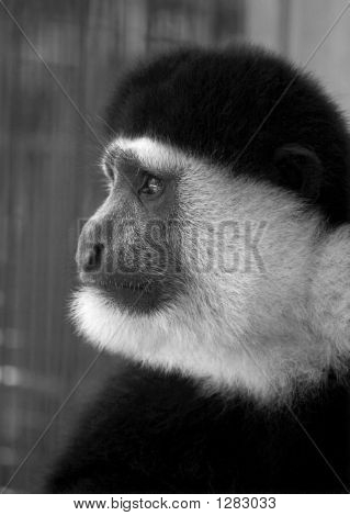 Black And White Colobus Affen