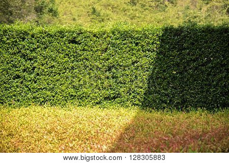 Sunlight Shadow Pass Through On Texture Of Color Shrub Leafs