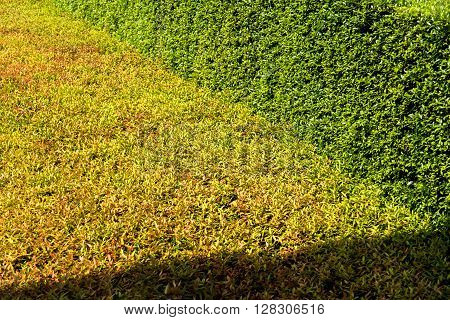 Sunlight Shadow Pass Through On Texture Of Color Shrub Leafs