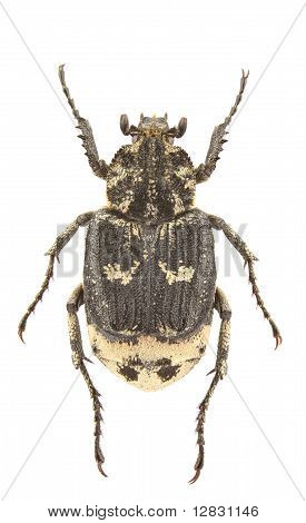Valgus Hemipterus