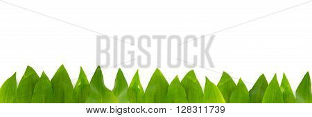green buckrams leafs against white as background