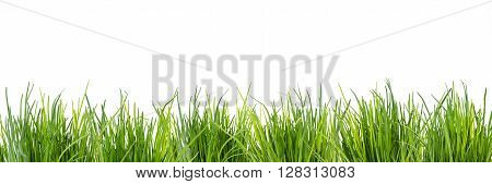 background grass field fot kitschen made of chives