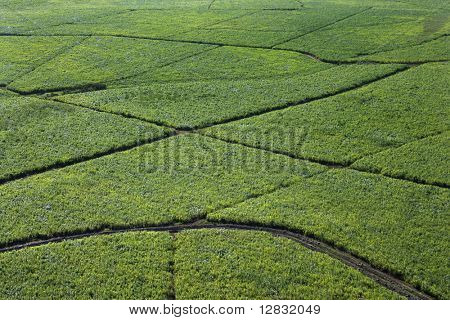 Veduta aerea delle colture irrigue, canna da zucchero in Maui, Hawaii.