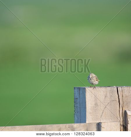 Little pipit sitting on fence