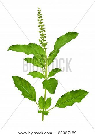 Basil flower isolated on white background medical herbal