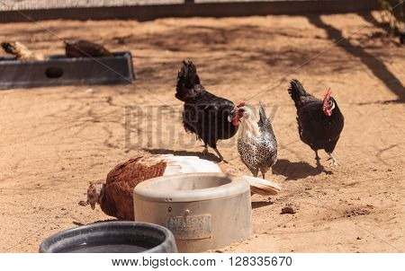 Black, buff, brown, and white chickens on a farm outside a chicken coop pecking and foraging for food.