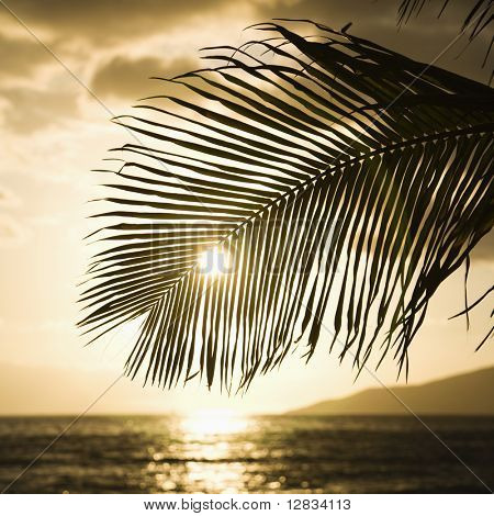 Palmuja, silhouetted vastaan auringon asettaa yli Tyynellämerellä Maui, Havaiji