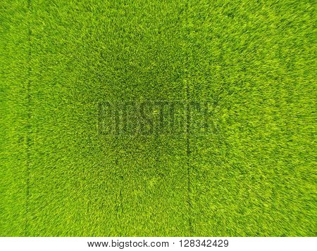 Aerial View Of Rice, Fields Agricultural Landscape Of Asia Thailand, Top And Birdeyes View Shot 90 D