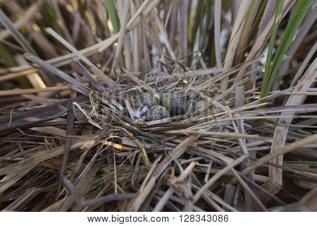 Bird's nest in its natural habitat in the spring season.