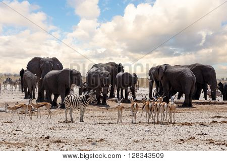 Full Waterhole With Elephants