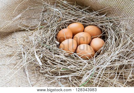 Brown eggs in hay eggs in nest hen eggs. Sackcloth background