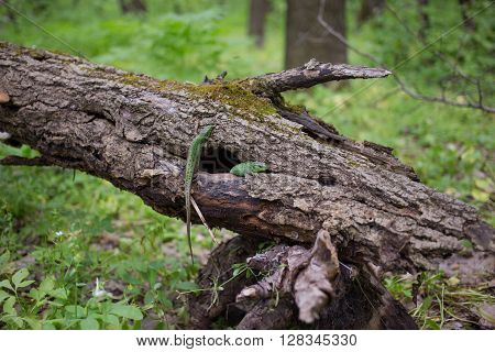 Lizard in nature sitting on a tree.