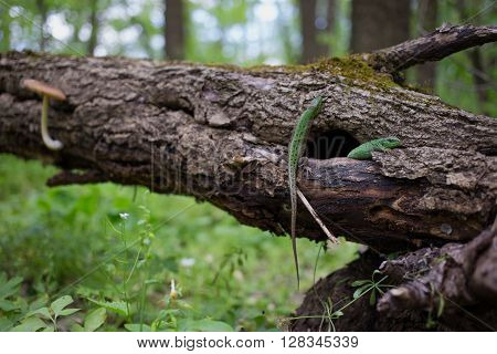 Lizard in nature sitting on a tree.