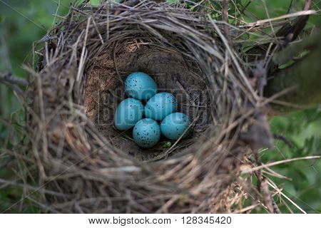 Bird's nest in their natural habitat during the breeding.