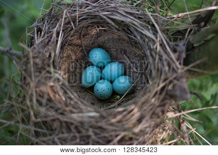Bird's nest in their natural habitat during the breeding.