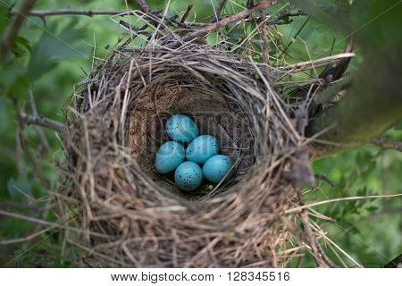 Bird's nest in their natural habitat during the breeding.