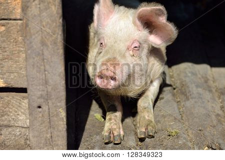 Picture Of Nose Pig Inside The Piggery Standing In The Sun. Work On The Farm, Caring For The Animals