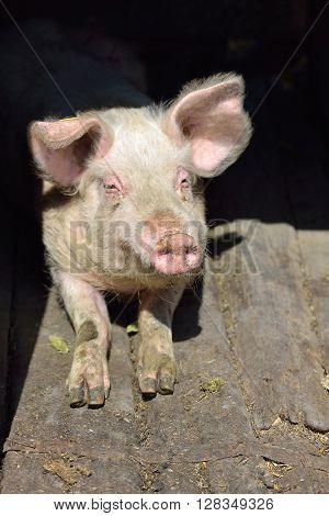 Picture Of Nose Pig Inside The Piggery Standing In The Sun. Work On The Farm, Caring For The Animals