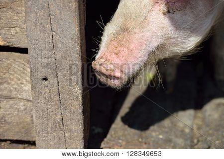 Picture Of Nose Pig Inside The Piggery Standing In The Sun With Shadows