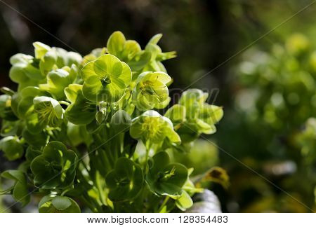 Green Hellebore Helleborus Argutifolius Flower Heads