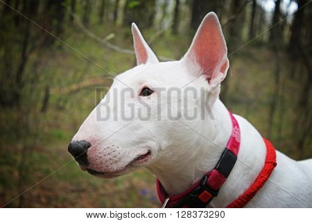 White Bullterrier on nature in the forest