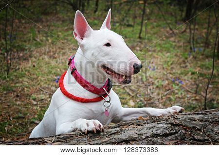 White Bullterrier on nature in the forest