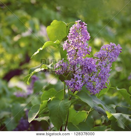 Beautiful Blooming Spring Shrub. Purple Lilac. (syringa) Blurred Natural Green Background.