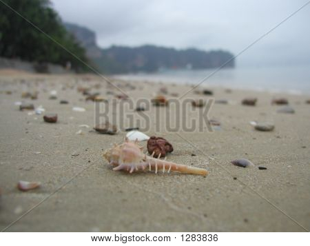 Shell na pláži