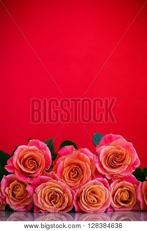 bouquet of pink roses on a red background