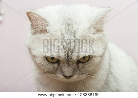 The big gray cat looks with self-respect