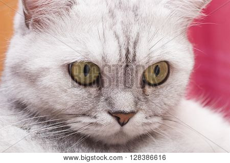 The big gray cat looks with self-respect